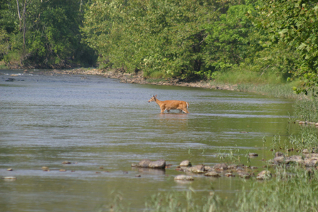 Deer in River