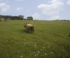 Rotational Grazing